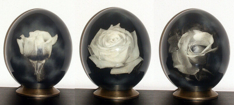 Rosa Bianca F03/F25